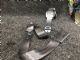 Renault Clio Expression LF Seat Belt